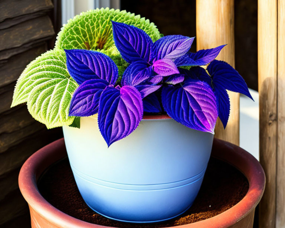 Colorful potted plant with green and purple leaves in blue pot, nested in terracotta plan