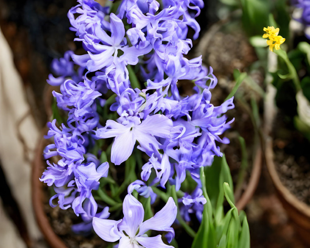 Purple Hyacinth Flowers in Full Bloom Against Blurred Background