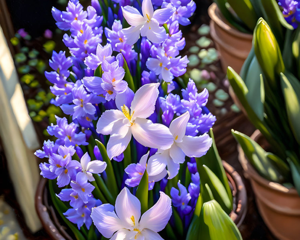 Purple and White Hyacinth Flowers Blooming Indoors