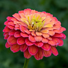 Vibrant Pink Chrysanthemum with Dense Petal Cluster