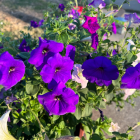 Pink and Purple Flower Bouquets on Rustic Windowsill