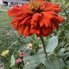 Detailed Red-Orange Flower Surrounded by Fantasy-like Foliage