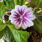 Detailed illustration of vibrant large flower with purple and white petals amidst green foliage