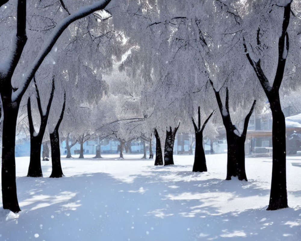 Snow-covered Trees in Winter Sunlight