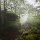 Fantastical landscape with giant trees, railway, and rolling hills