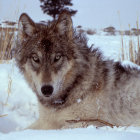 Realistic painting of a wolf in snowy forest with thick fur.