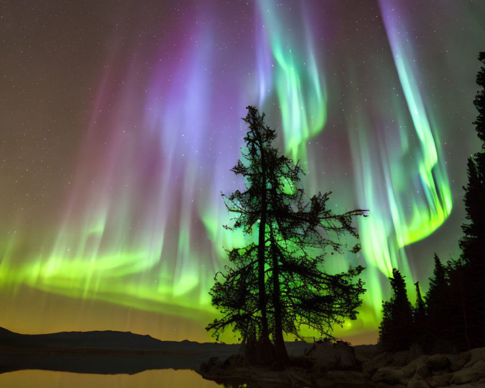 Colorful Aurora Borealis Over Serene Lake with Tree Reflection