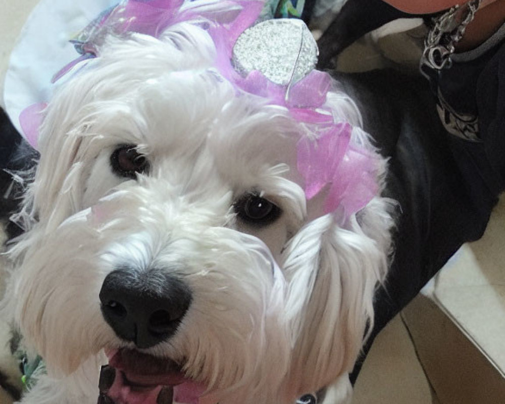 Child and white dog with pink accessories posing in room