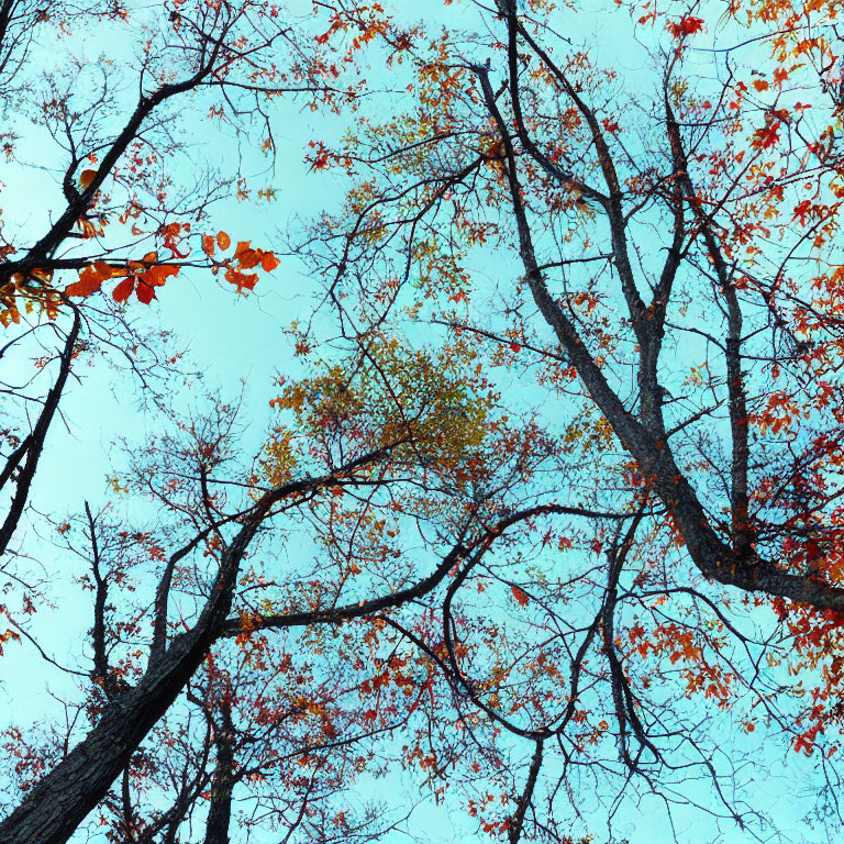 Sparse red and green autumnal trees against clear blue sky