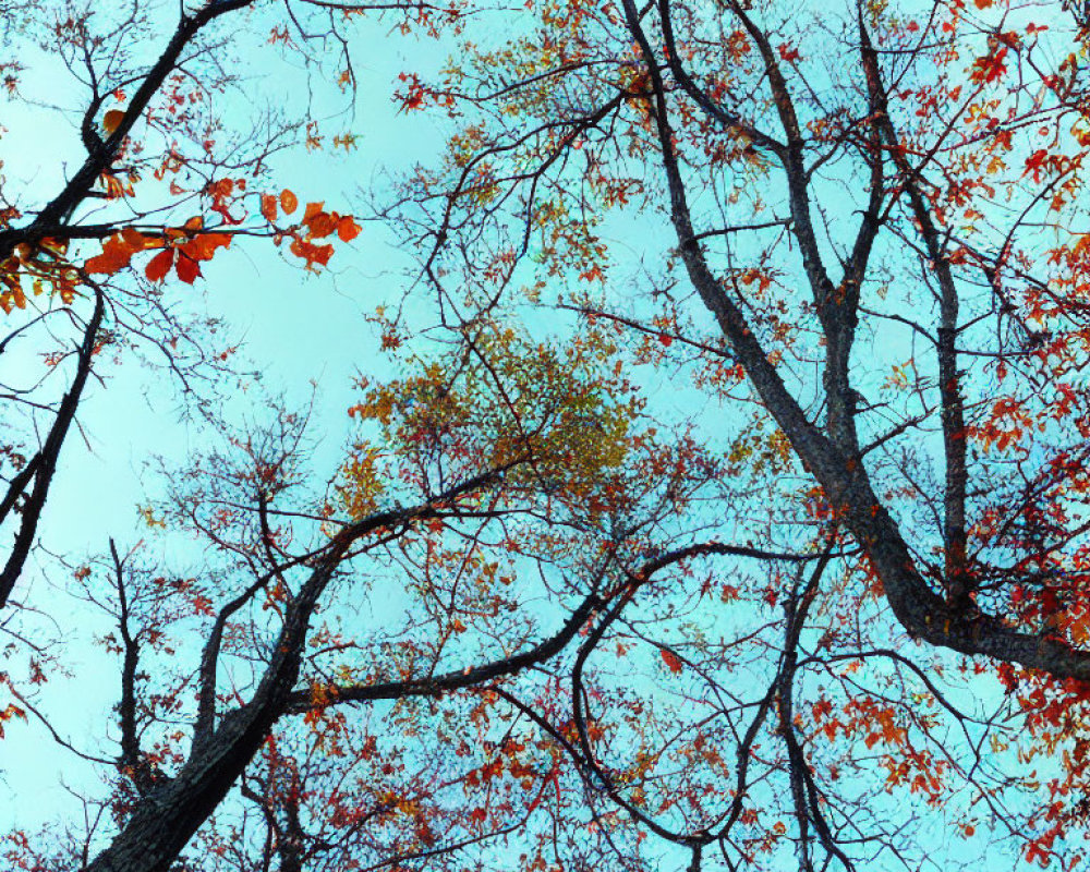 Sparse red and green autumnal trees against clear blue sky