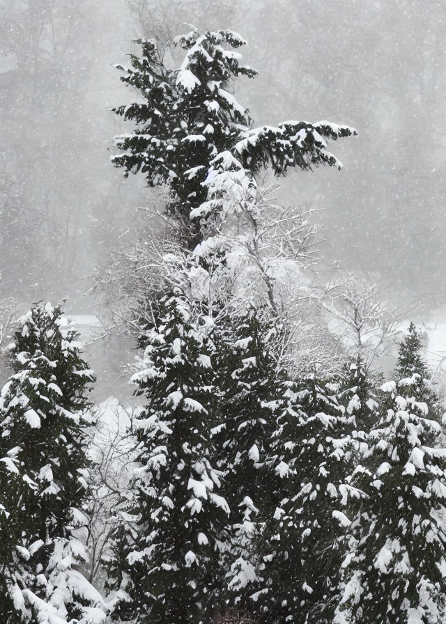 Snow-covered evergreen trees in winter scenery.