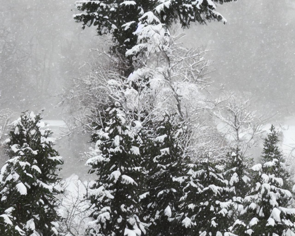 Snow-covered evergreen trees in winter scenery.