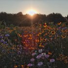 Majestic white horse in vibrant flower field with mountains and sunrise