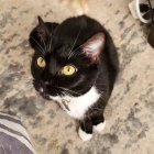 Black and Brown Cat with Yellow Eyes in Beige Blanket Portrait