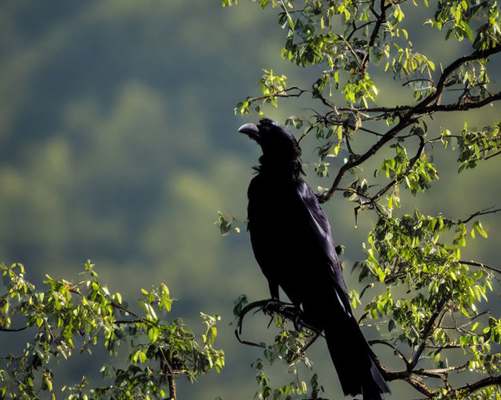 Crow perched on branch among green leaves in soft-focused background