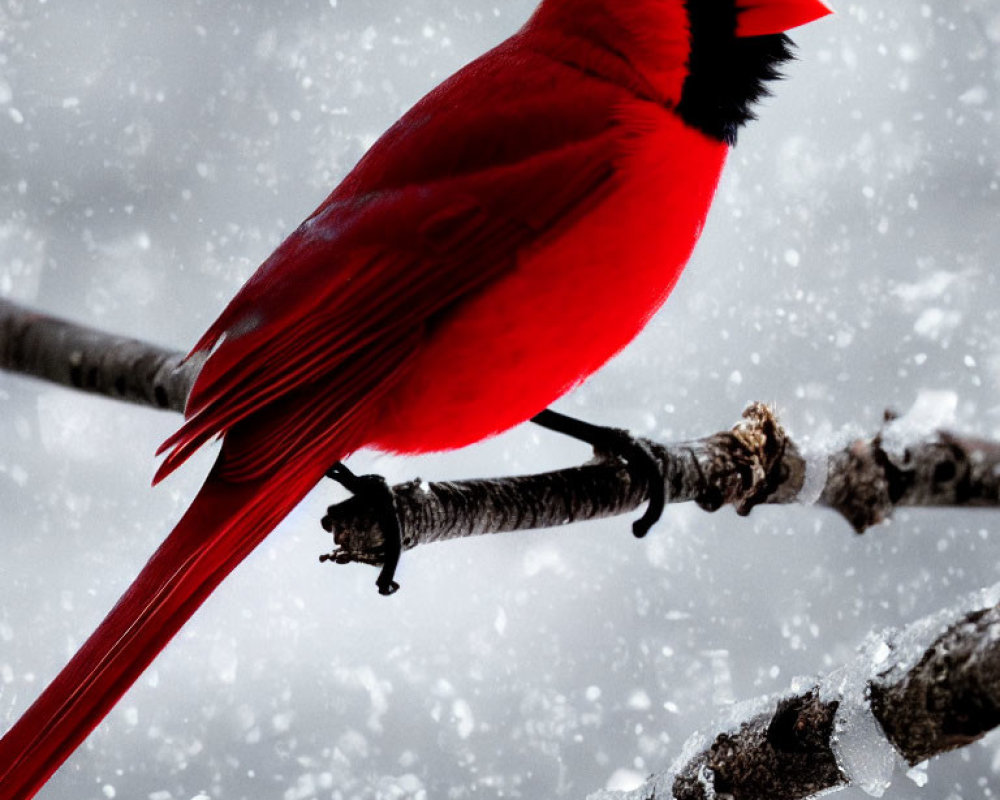 Bright red cardinal on snowy branch with falling snowflakes