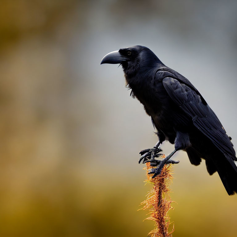 Raven perched on branch against gold background