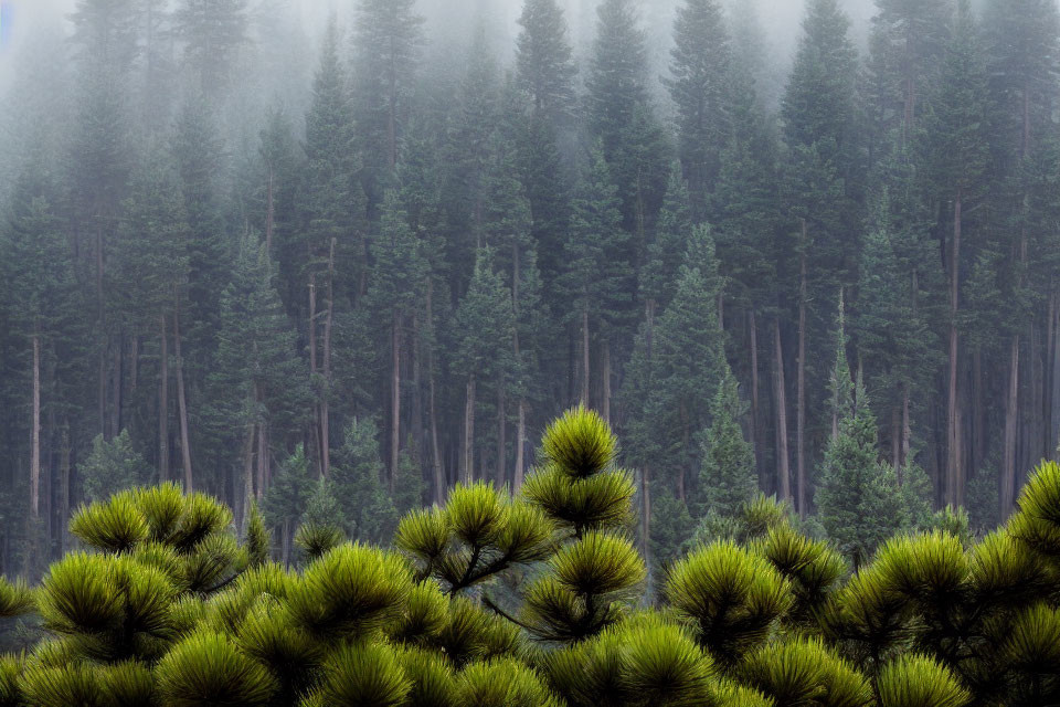 Misty forest with tall pine trees and green foliage