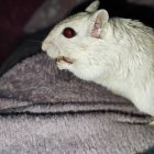 Large Cream-Colored Hamster with Blue Mythical Creature and Fruits on Ornate Surface