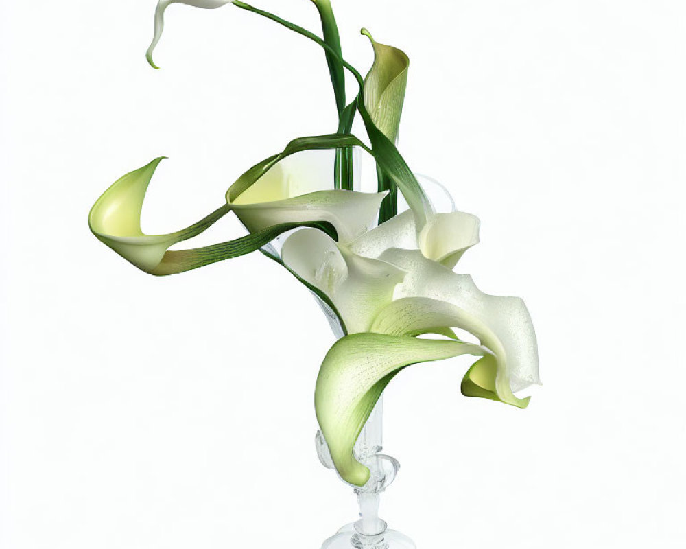 White Calla Lilies in Glass Vase on White Background