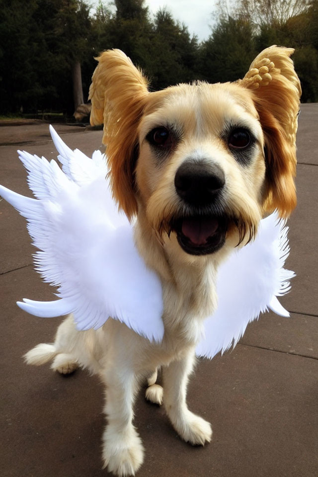 White-winged dog with human-like features on path with greenery