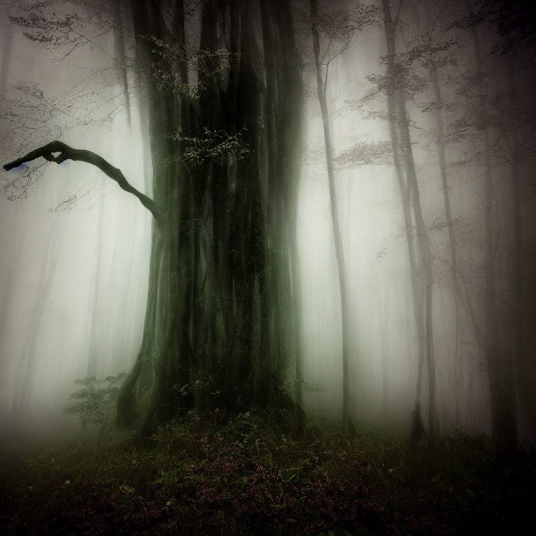 Enchanting forest landscape with moss-covered tree and foggy backdrop