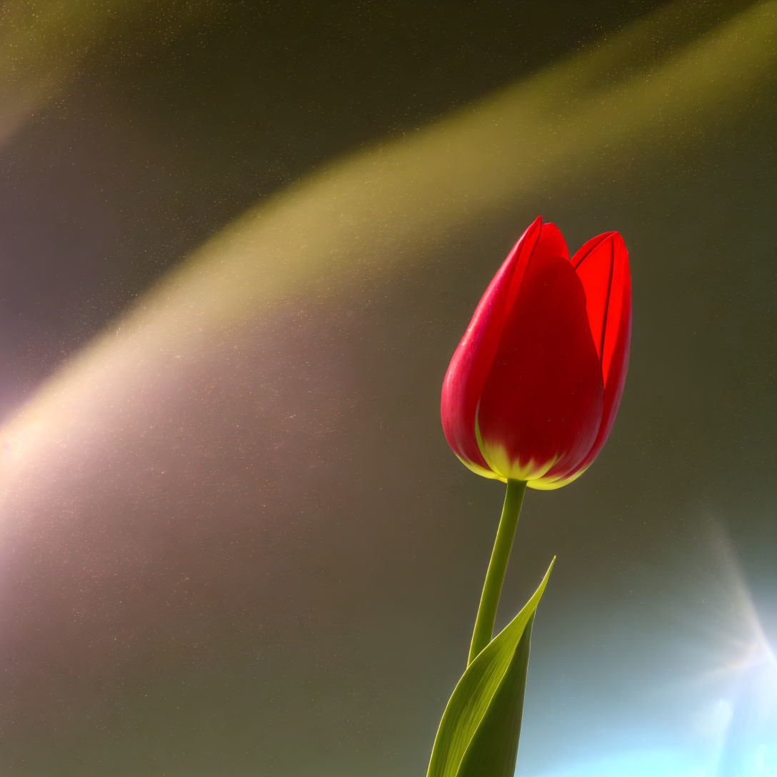 Vibrant red tulip bloom in soft-focused warm light with blue hints