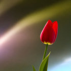 Vibrant red tulip bloom in soft-focused warm light with blue hints