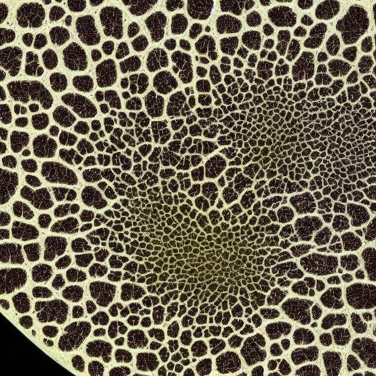 Detailed view of intricate vascular patterns in plant section