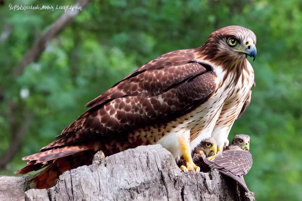 Red-Tailed Hawk with Two Chicks on Stump in Green Environment