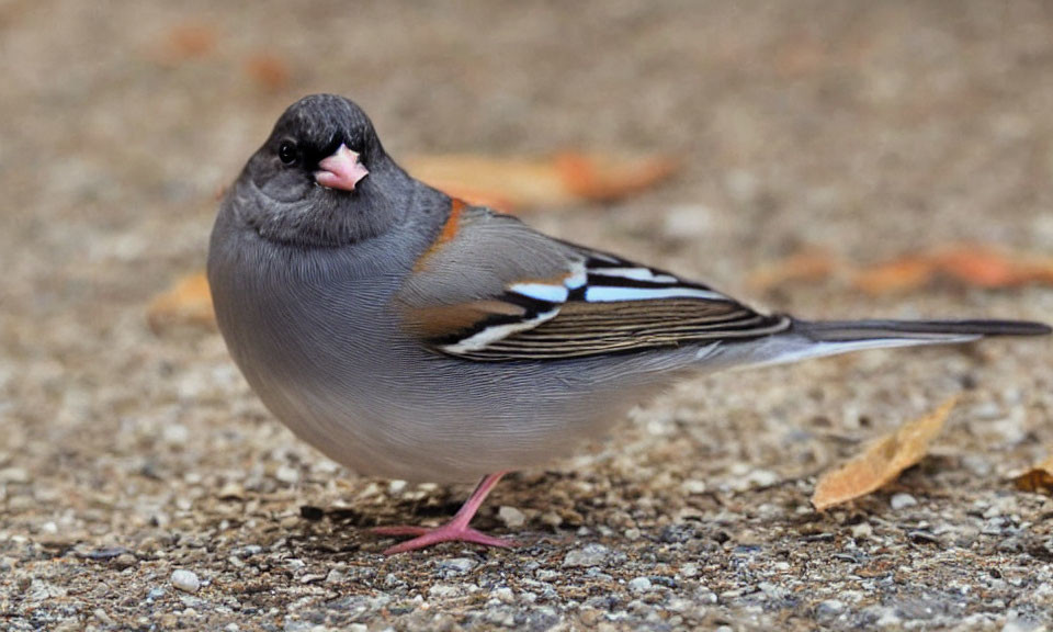 Gray bird with black cap and orange-brown streak on wings on gravel surface