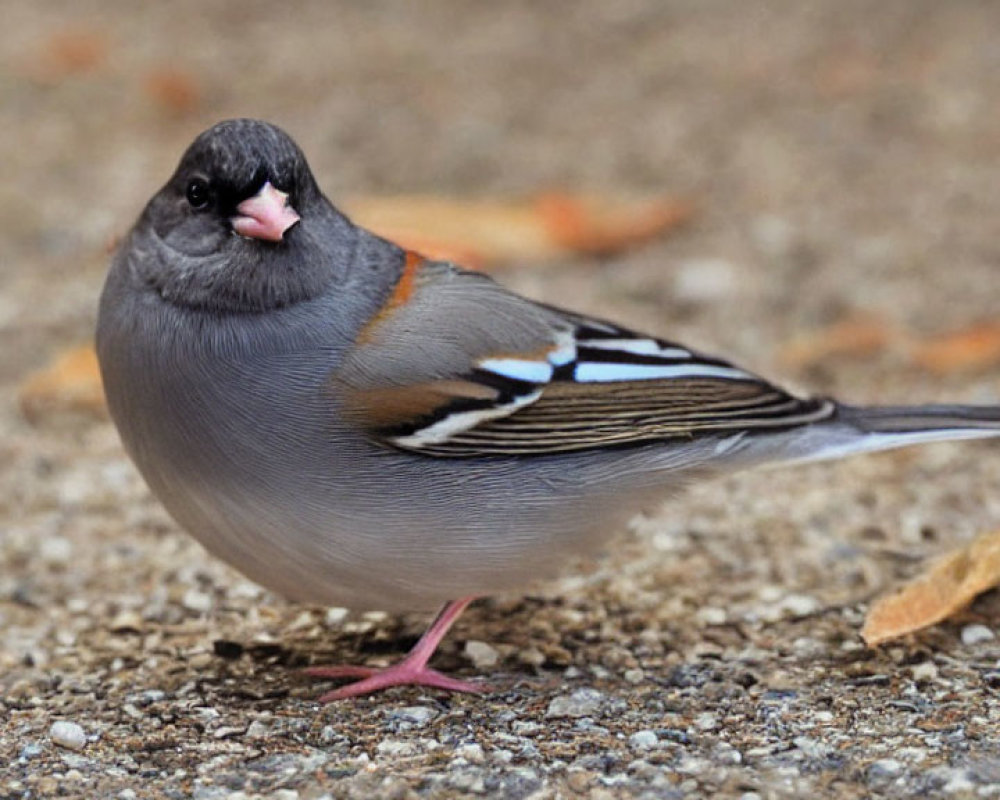 Gray bird with black cap and orange-brown streak on wings on gravel surface