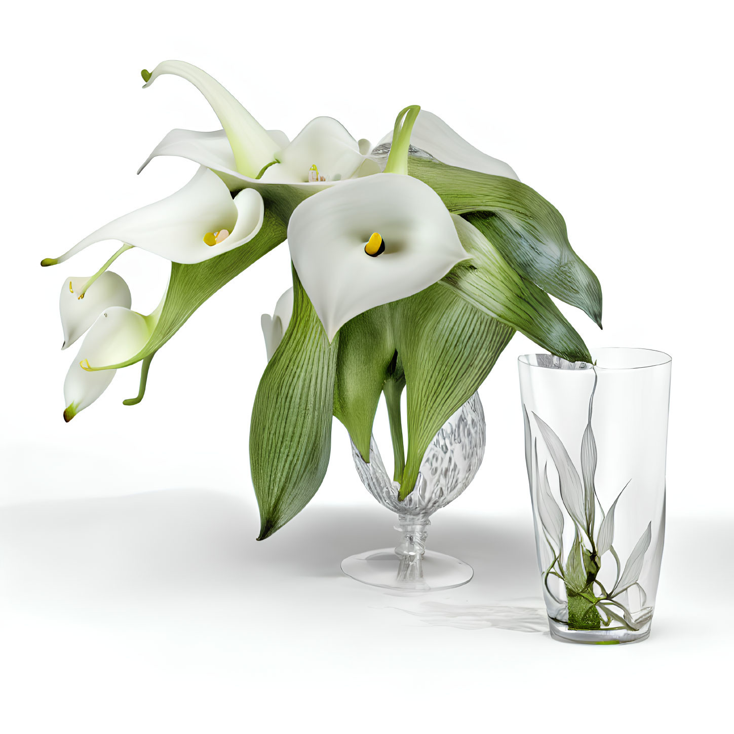 White Calla Lilies Bouquet in Clear Glass Vase on White Background