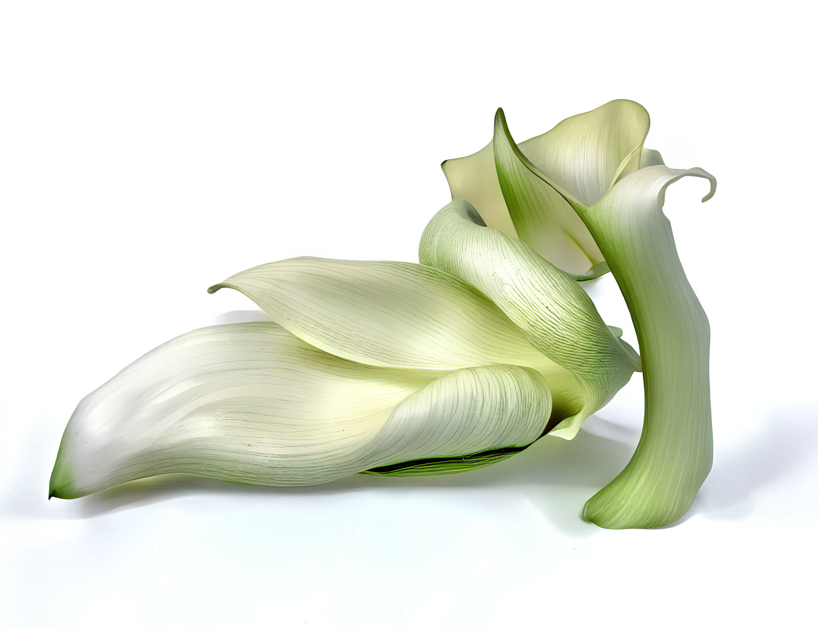 Three white calla lilies on white background with green tint, elegant curves.