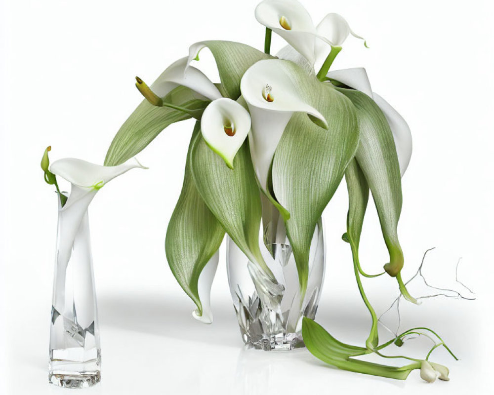 Realistic digital illustration of calla lilies in glass vases