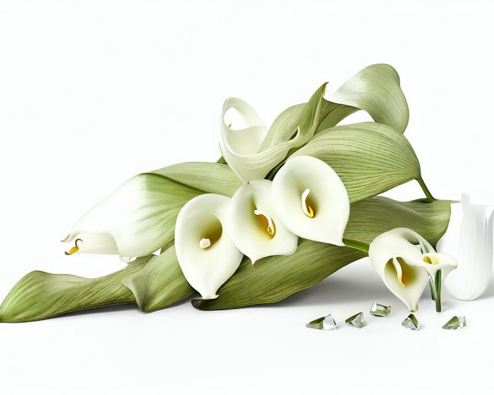 White Calla Lilies and Glass Fragments on White Background