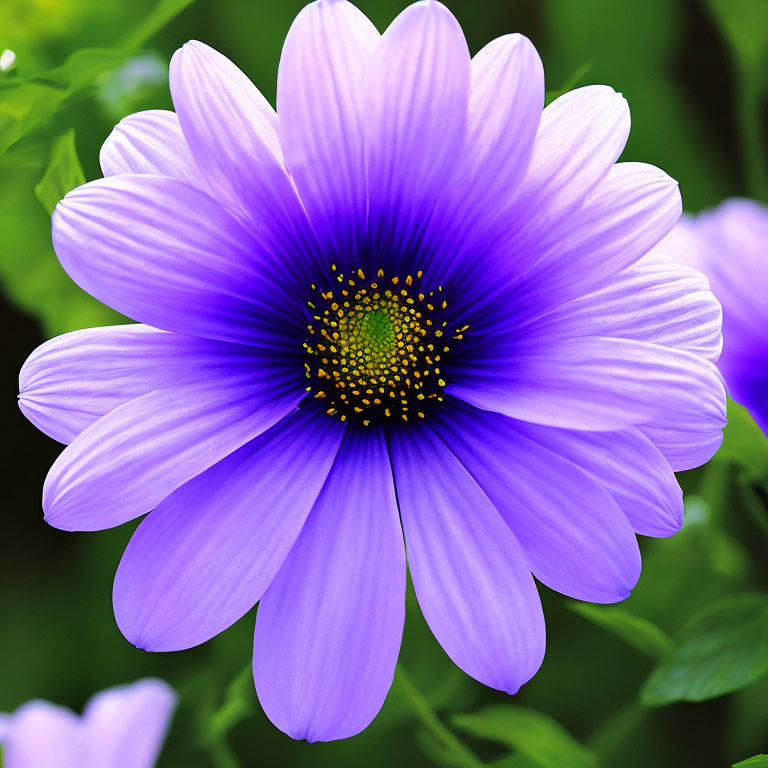 Purple Flower with Yellow Stamen on Blurred Green Background