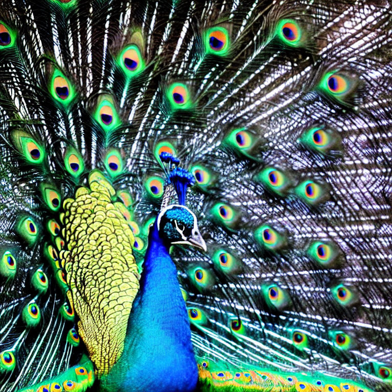 Colorful Peacock with Iridescent Blue and Green Tail Feathers