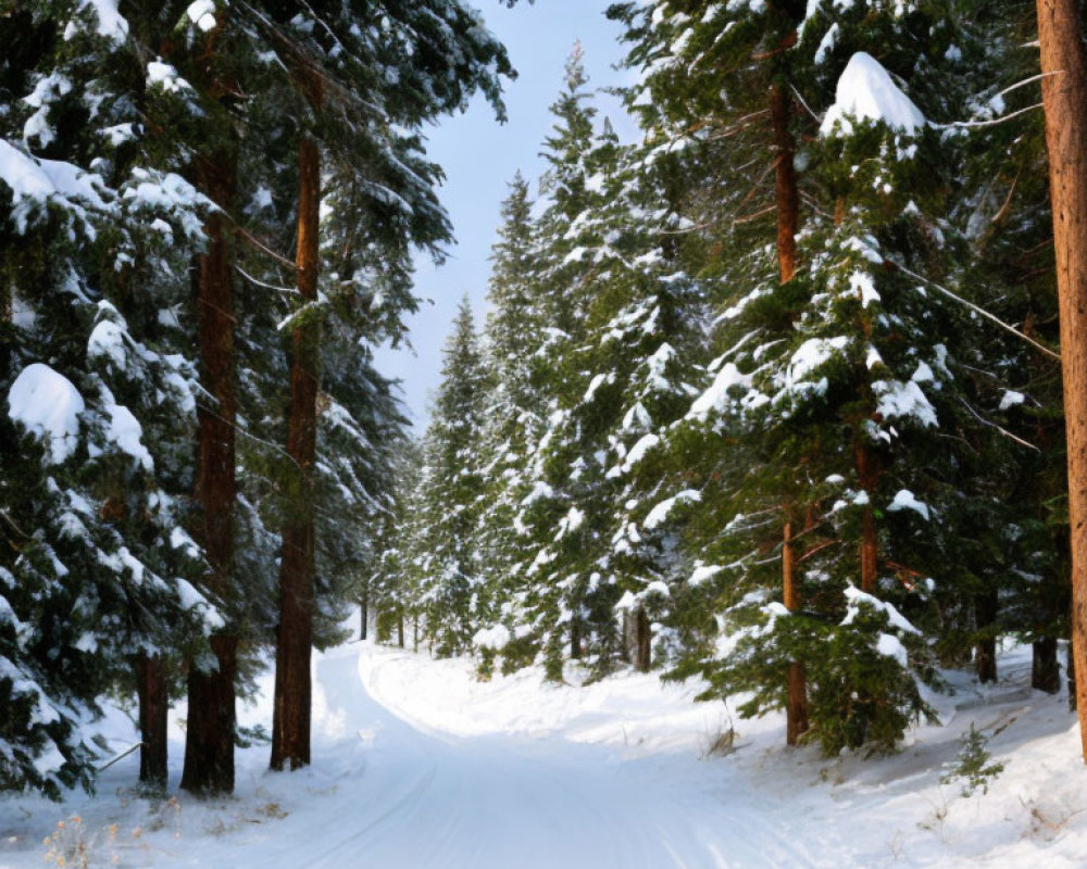 Snow-covered forest with tall pine trees and sunlight filtering through branches