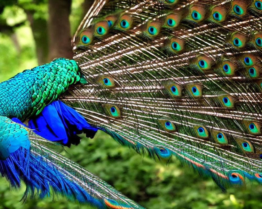 Colorful Peacock Showing Blue and Green Plumage with Iridescent Feathers