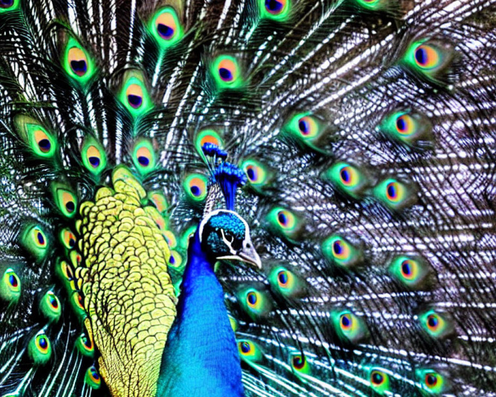 Colorful Peacock with Iridescent Blue and Green Tail Feathers