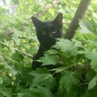 Stylized black cat with golden patterns in lush green foliage