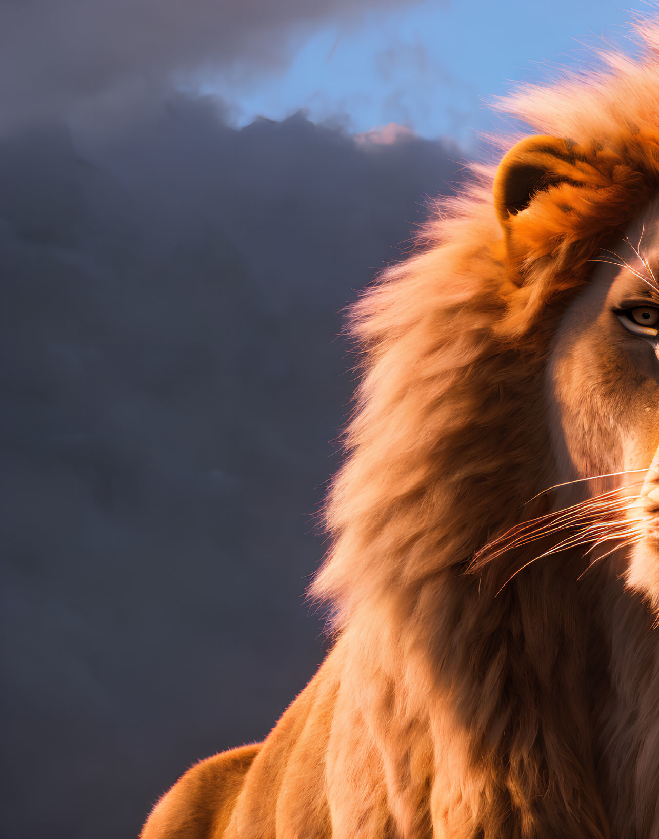 Majestic lion with thick mane in warm sunlight against dark clouds