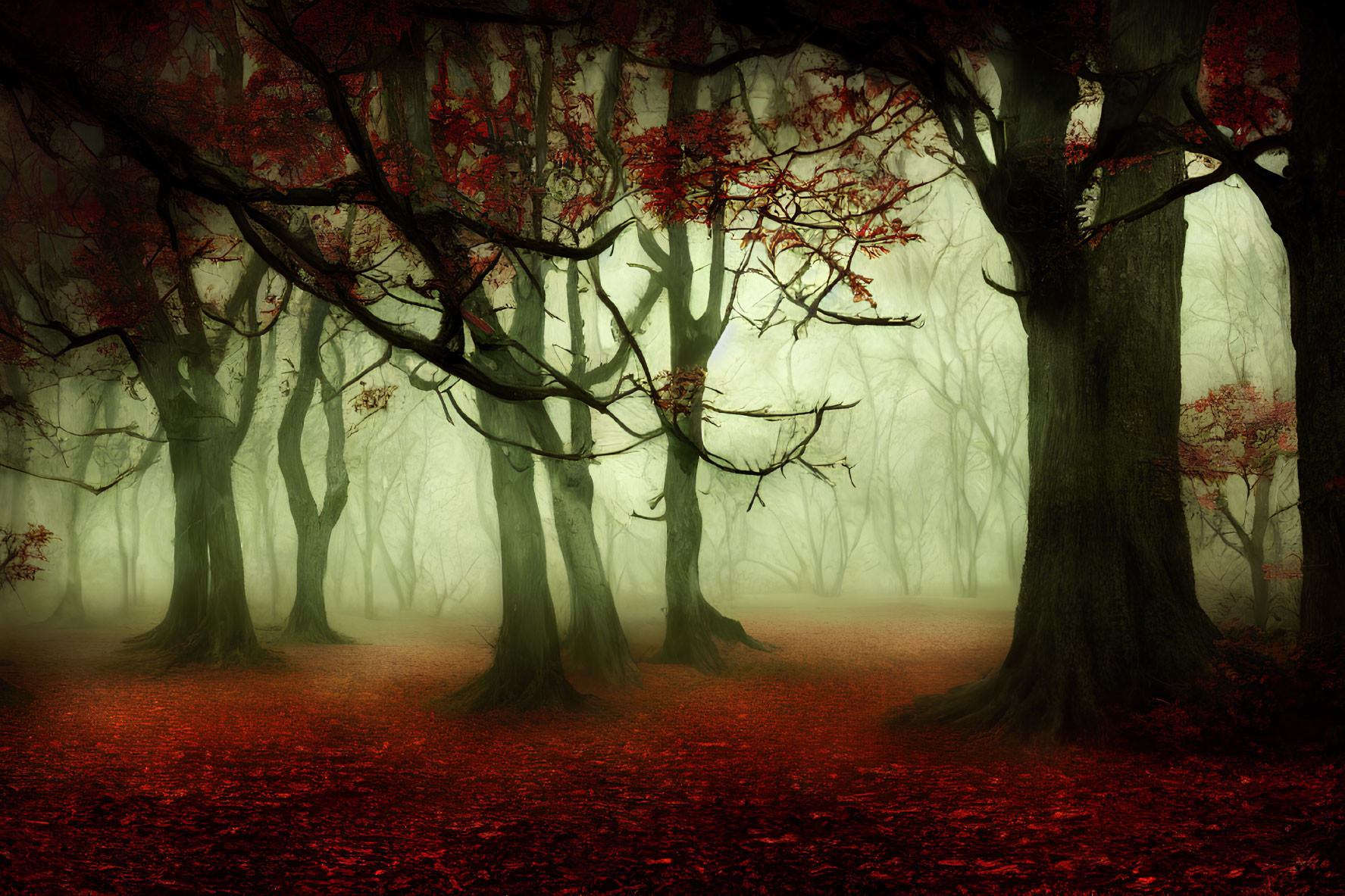 Mystical forest with red leaves, twisted trees in foggy setting