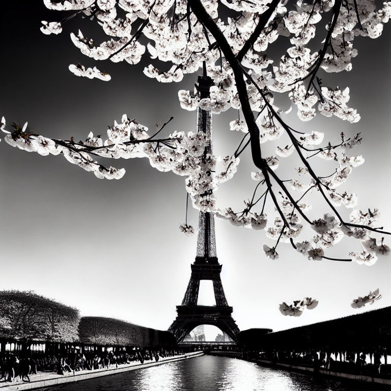 Monochrome Eiffel Tower with Cherry Blossoms in Foreground