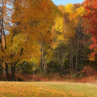 Scenic landscape with stream, red flowers, and autumn trees