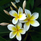 Colorful digital painting of white and yellow flowers on dark green background