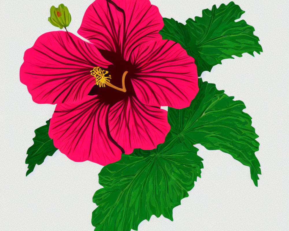 Pink Hibiscus Flower with Yellow Stigma on White Background