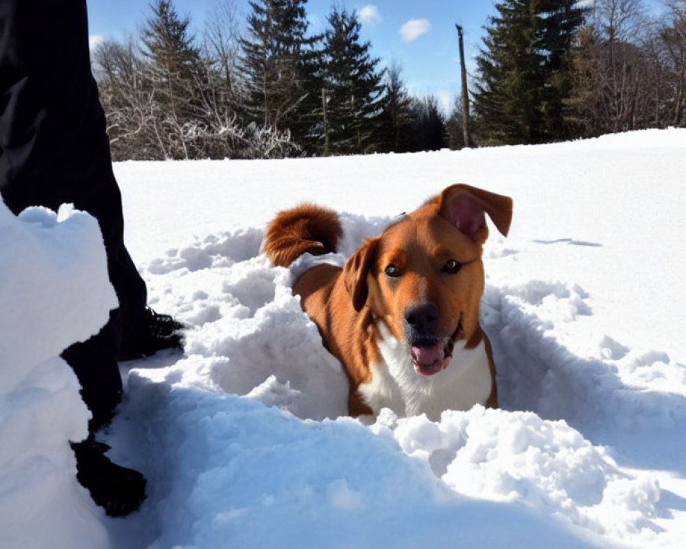 Brown and White Dog Playing in Snow with Person's Legs - Winter Scene