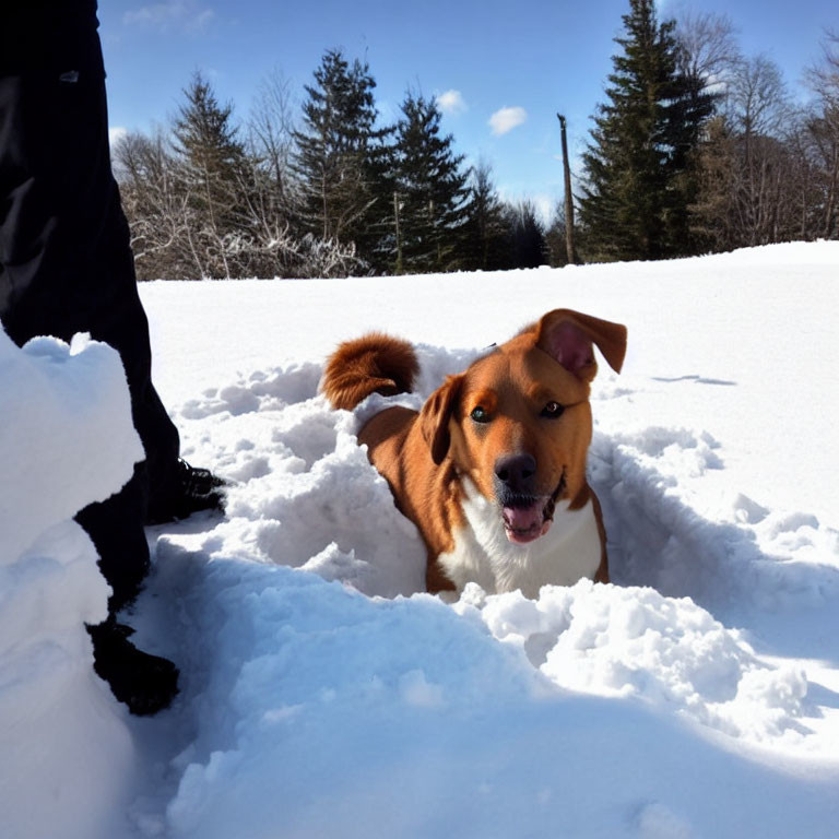 Brown and White Dog Playing in Snow with Person's Legs - Winter Scene